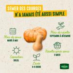 Potagères - Courge Musquée de Nice à Fruits Longs - image